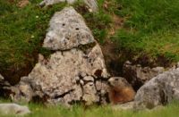 2015-06-24_03Murmeltiere (206)b.JPG